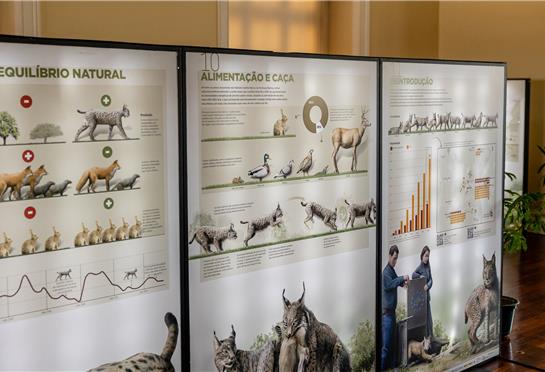 EXPOSIÇÃO “O LINCE NA PENÍNSULA – CONECTAR TERRITÓRIOS E CONSOLIDAR POPULAÇÕES” INAUGURADA EM LISBOA